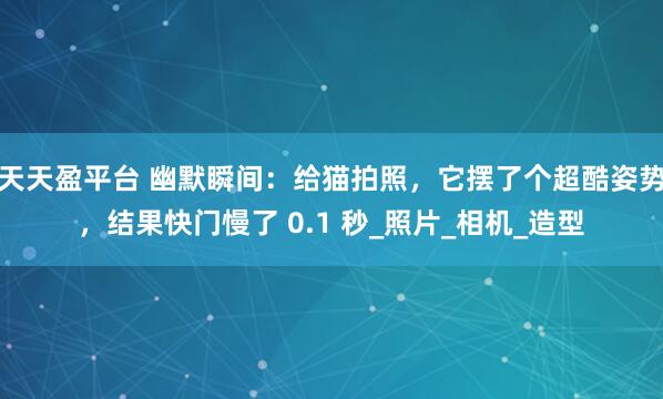 天天盈平台 幽默瞬间：给猫拍照，它摆了个超酷姿势，结果快门慢了 0.1 秒_照片_相机_造型
